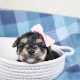 Inez - Available 2/11