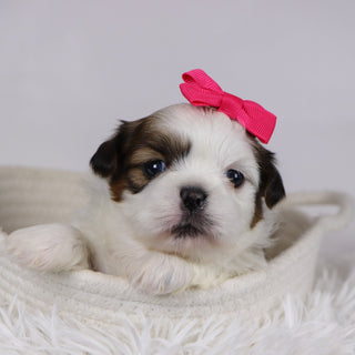 Irene - Available 12/17