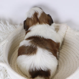 Irene - Available 12/17