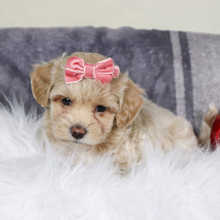 Isabella - Available 12/31