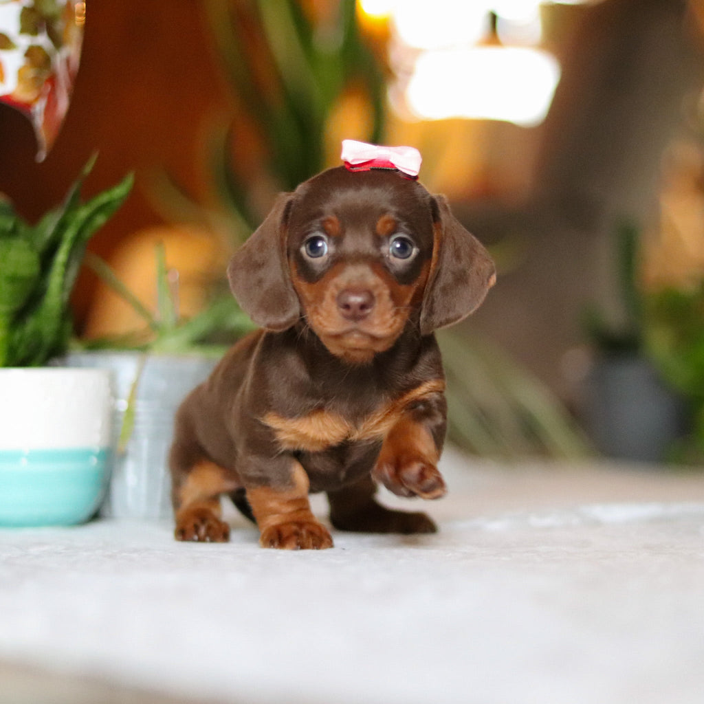 Izzy - Available 12/10