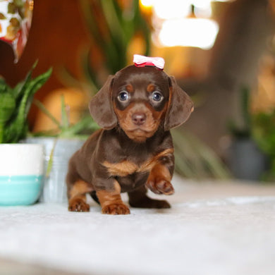 Izzy - Available 12/10