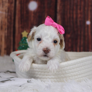 Jackie - Available 12/31