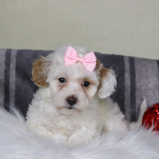 Jackie - Available 12/31