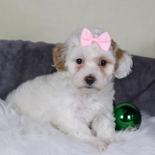 Jackie - Available 12/31