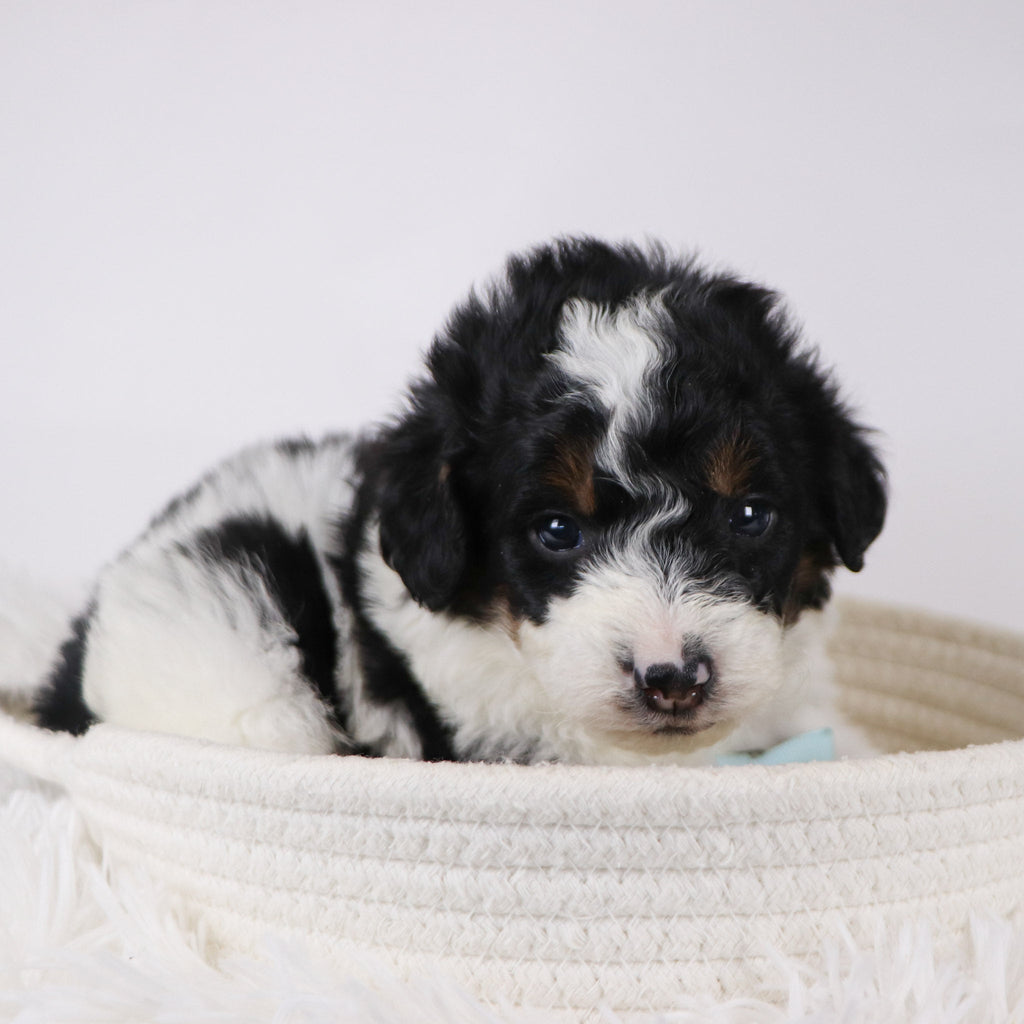 Jackson - Available 12/17