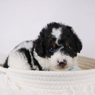 Jackson - Available 12/17