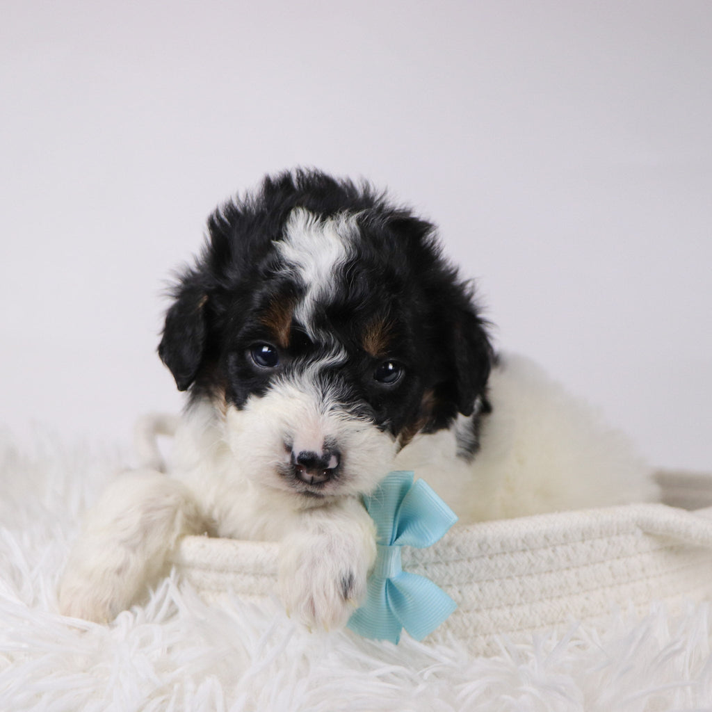 Jackson - Available 12/17