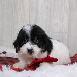 Jackson - Available 12/17