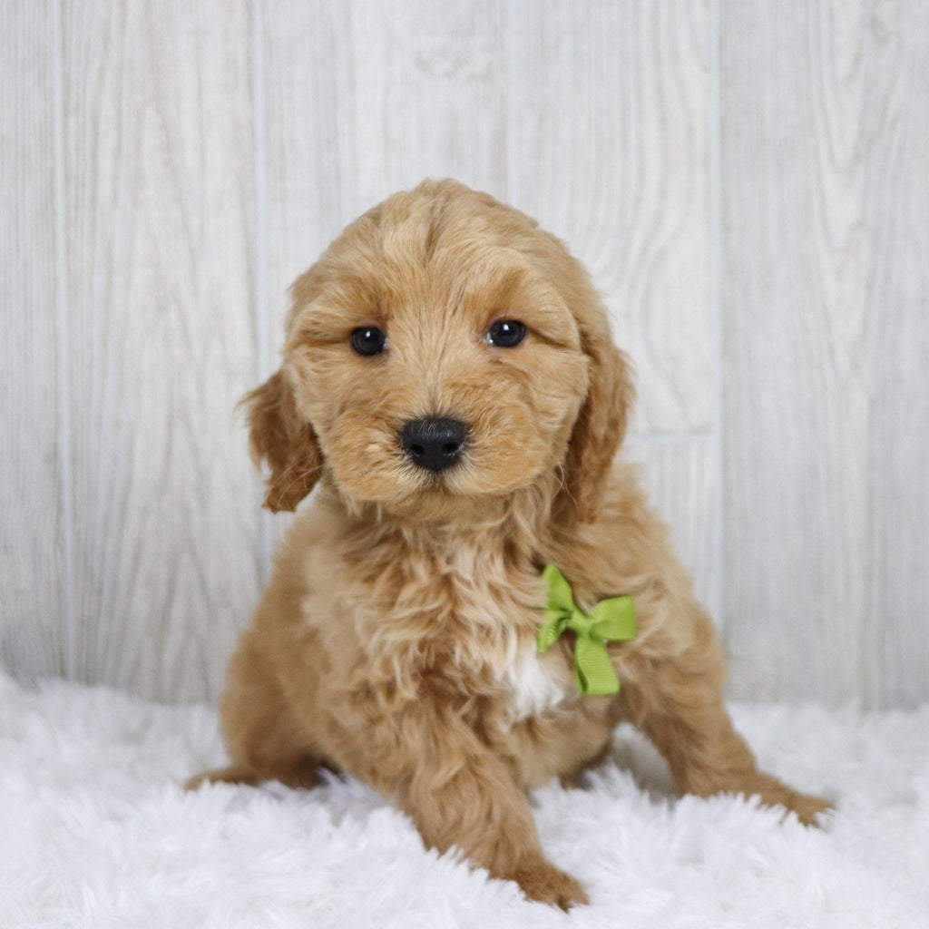 Jagger - Available 1/22