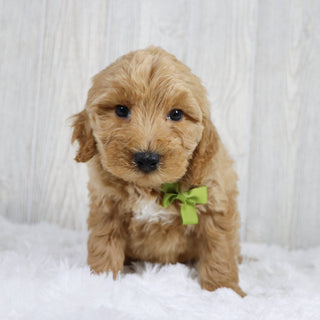 Jagger - Available 1/22