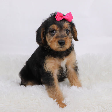 Jam - Available 11/12