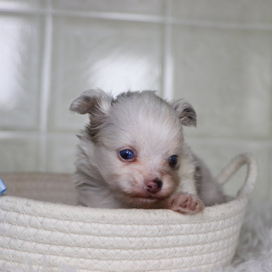 Jameston - Available 2/4