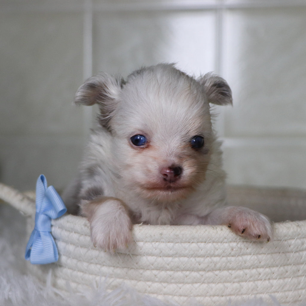 Jameston - Available 2/4