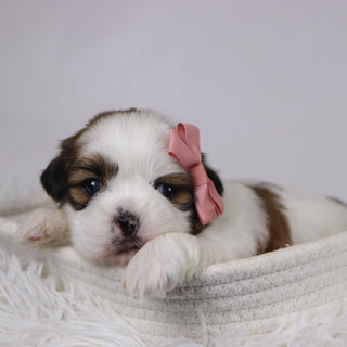 Jane - Available 12/17