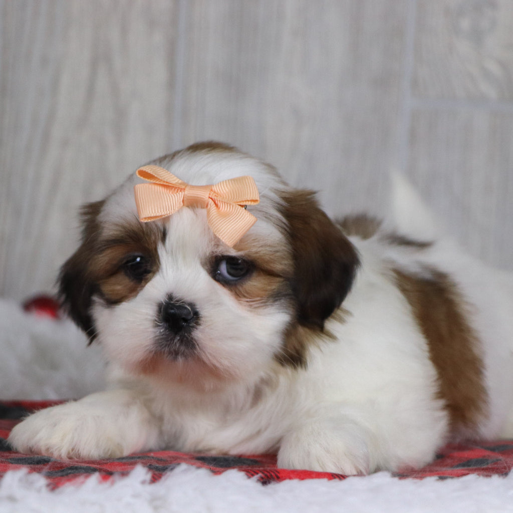 Jane - Available 12/17