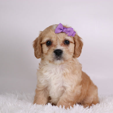 Jasmine - Available 10/9