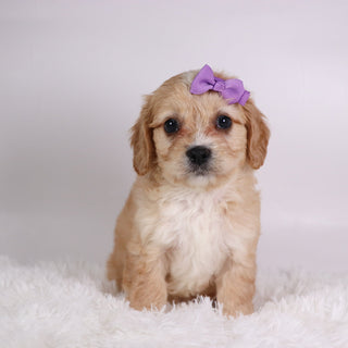 Jasmine - Available 10/9