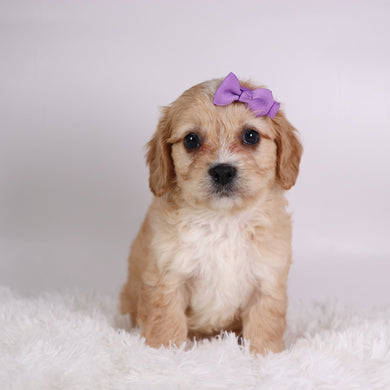Jasmine - Available 10/9