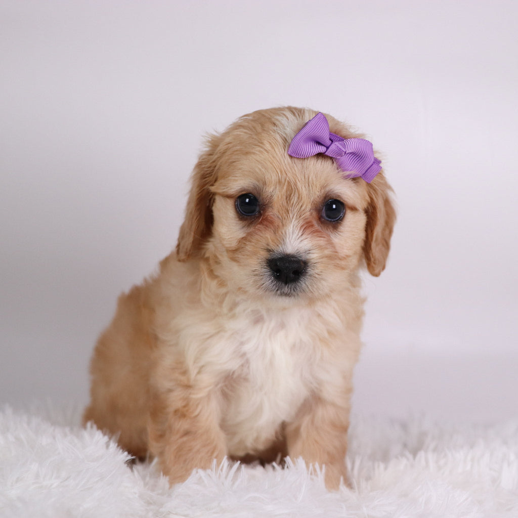 Jasmine - Available 10/9