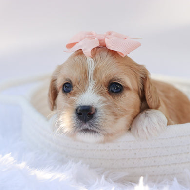 Jasmine - Available 10/7