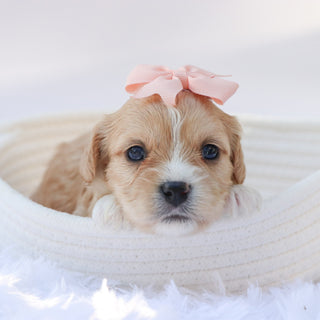 Jasmine - Available 10/7
