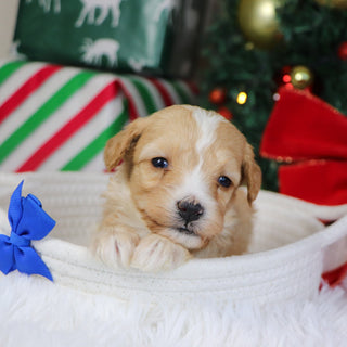 Jason - Available 1/21