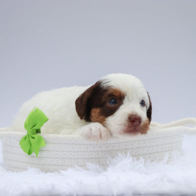 Jasper - Available 7/23