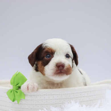 Jasper - Available 7/23