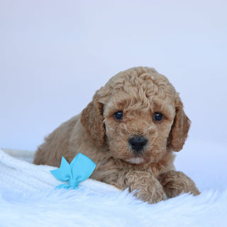 Jasper - Available 10/15