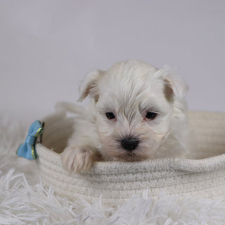 Jasper - Available 12/17