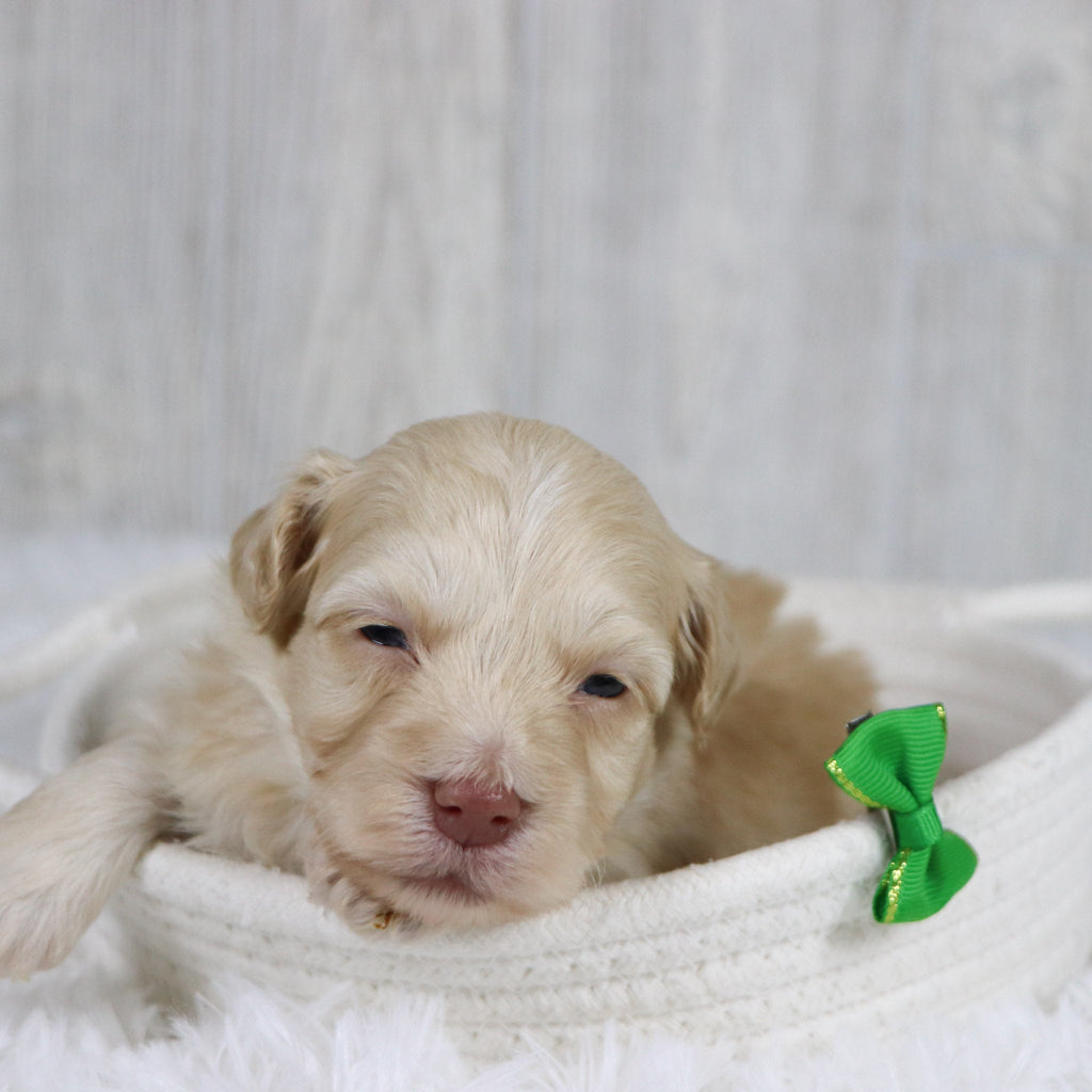 Jax - Available 2/11