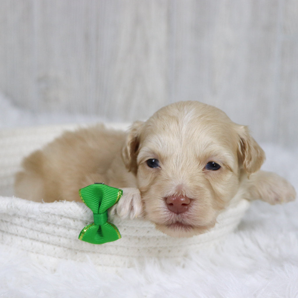 Jax - Available 2/11