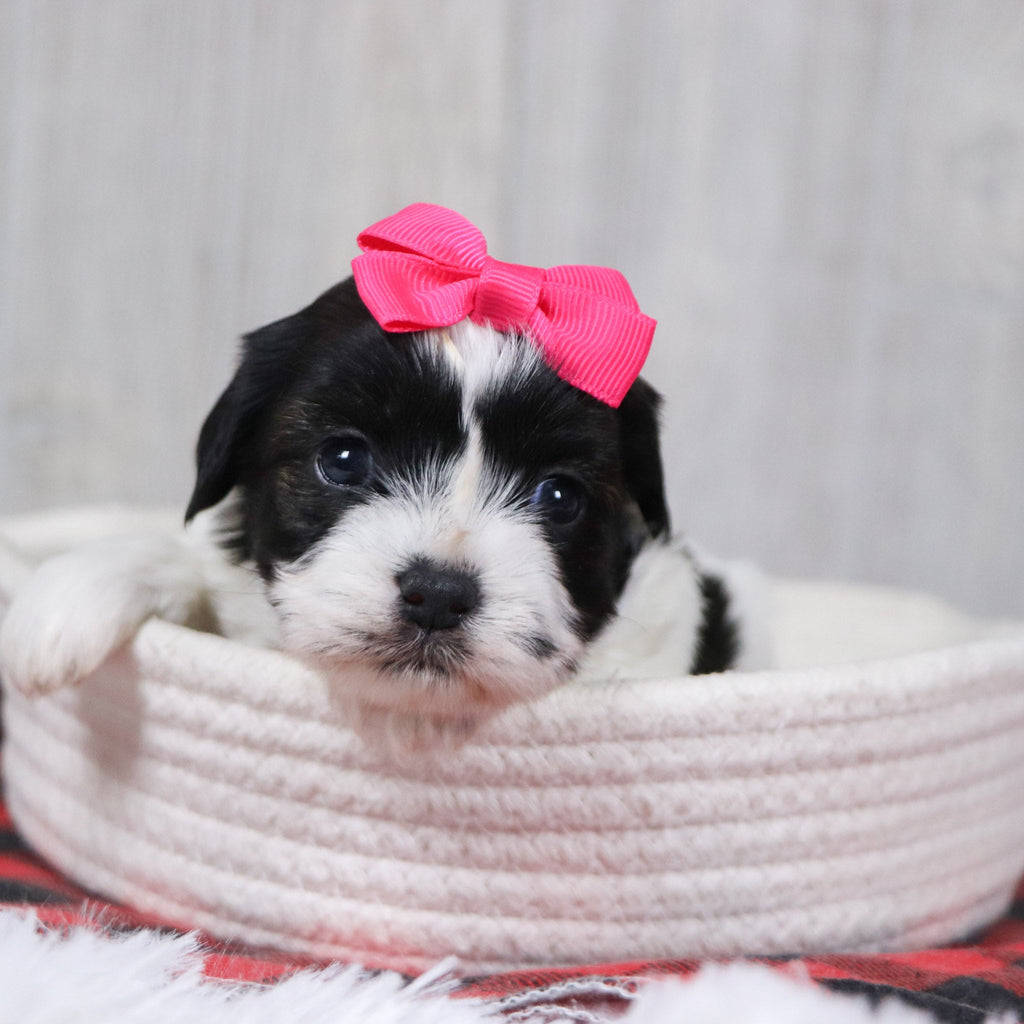 Jean - Available 12/31