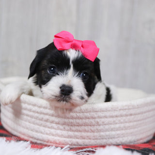 Jean - Available 12/31