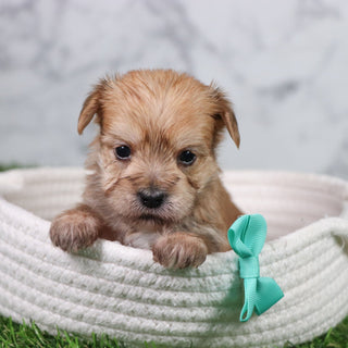 Jerry - Available 5/21