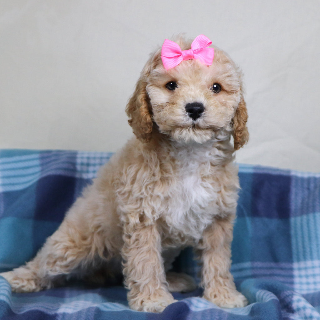 Jessi - Available 1/15