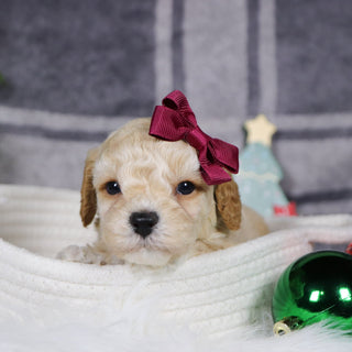 Jessi - Available 1/14