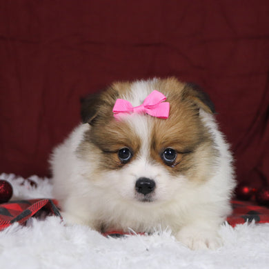 Jetta - Available 12/3