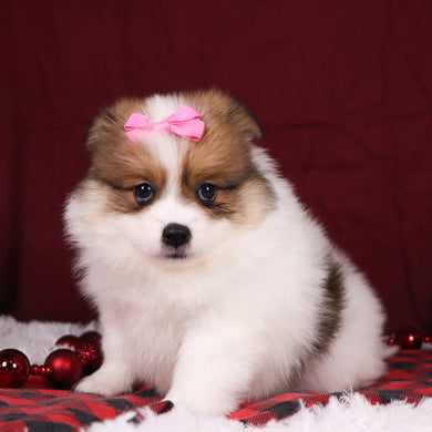 Jetta - Available 12/3