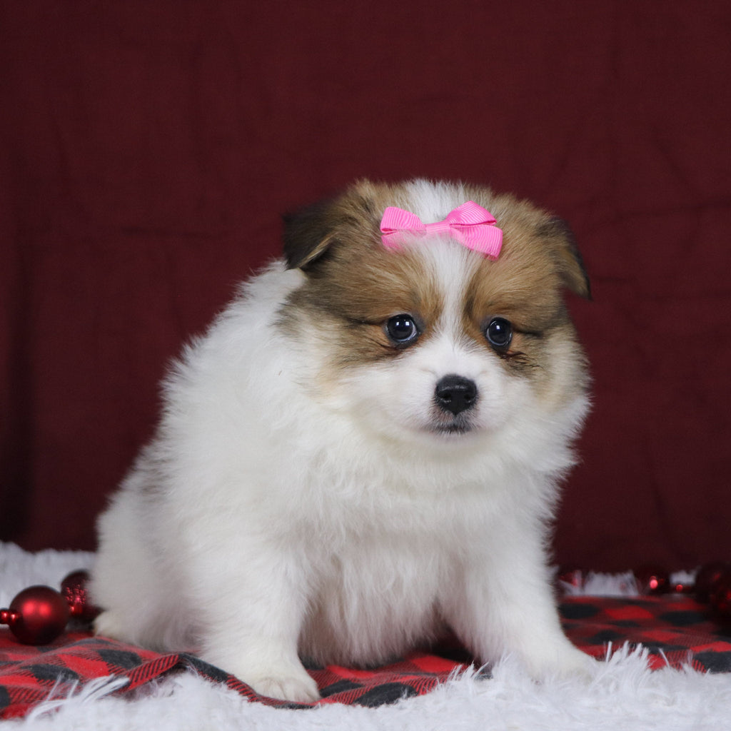 Jetta - Available 12/3