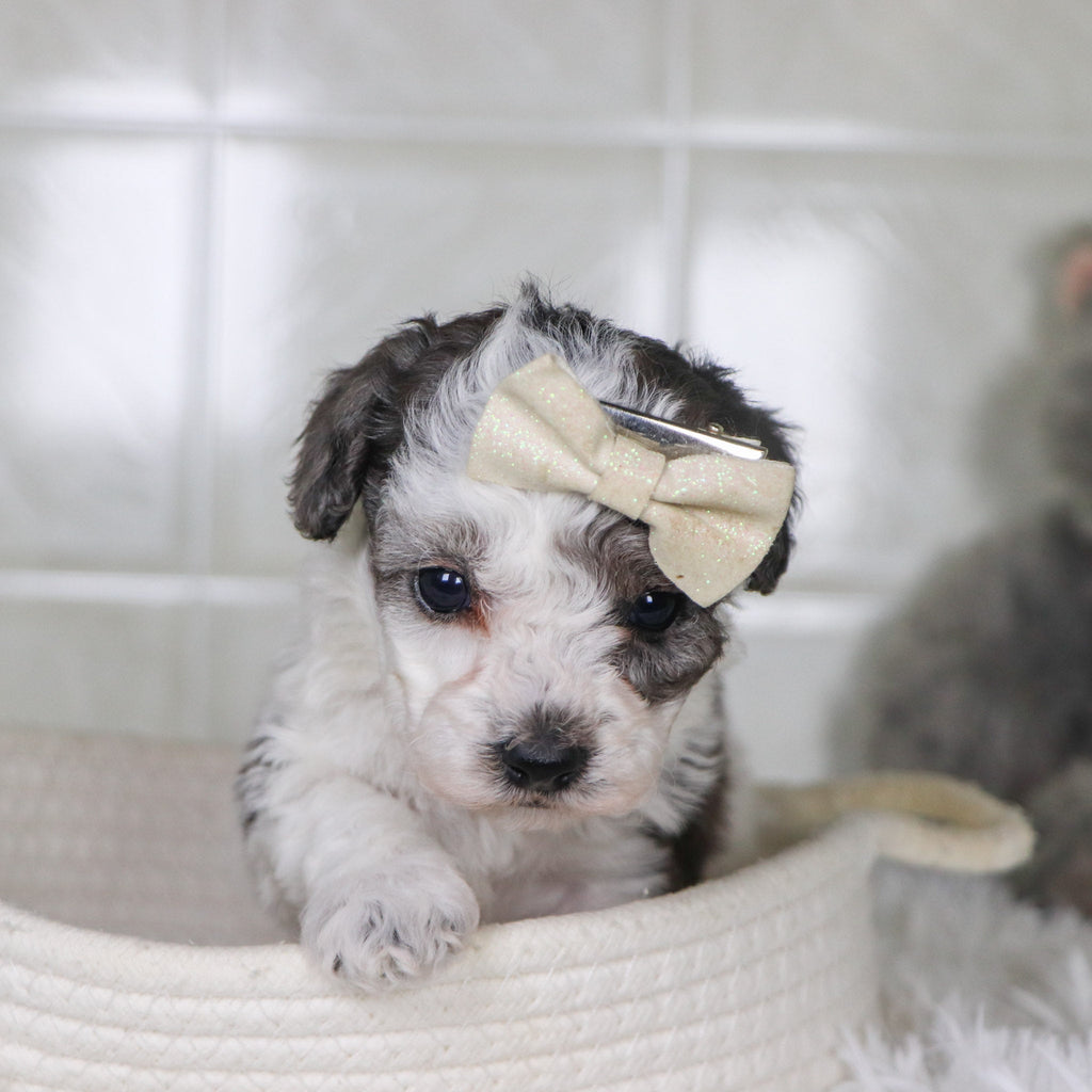 Joann - Available 2/4