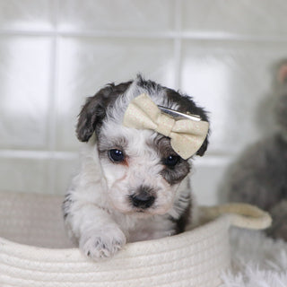 Joann - Available 2/4