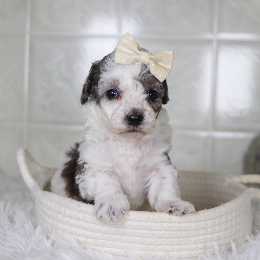 Joann - Available 2/4