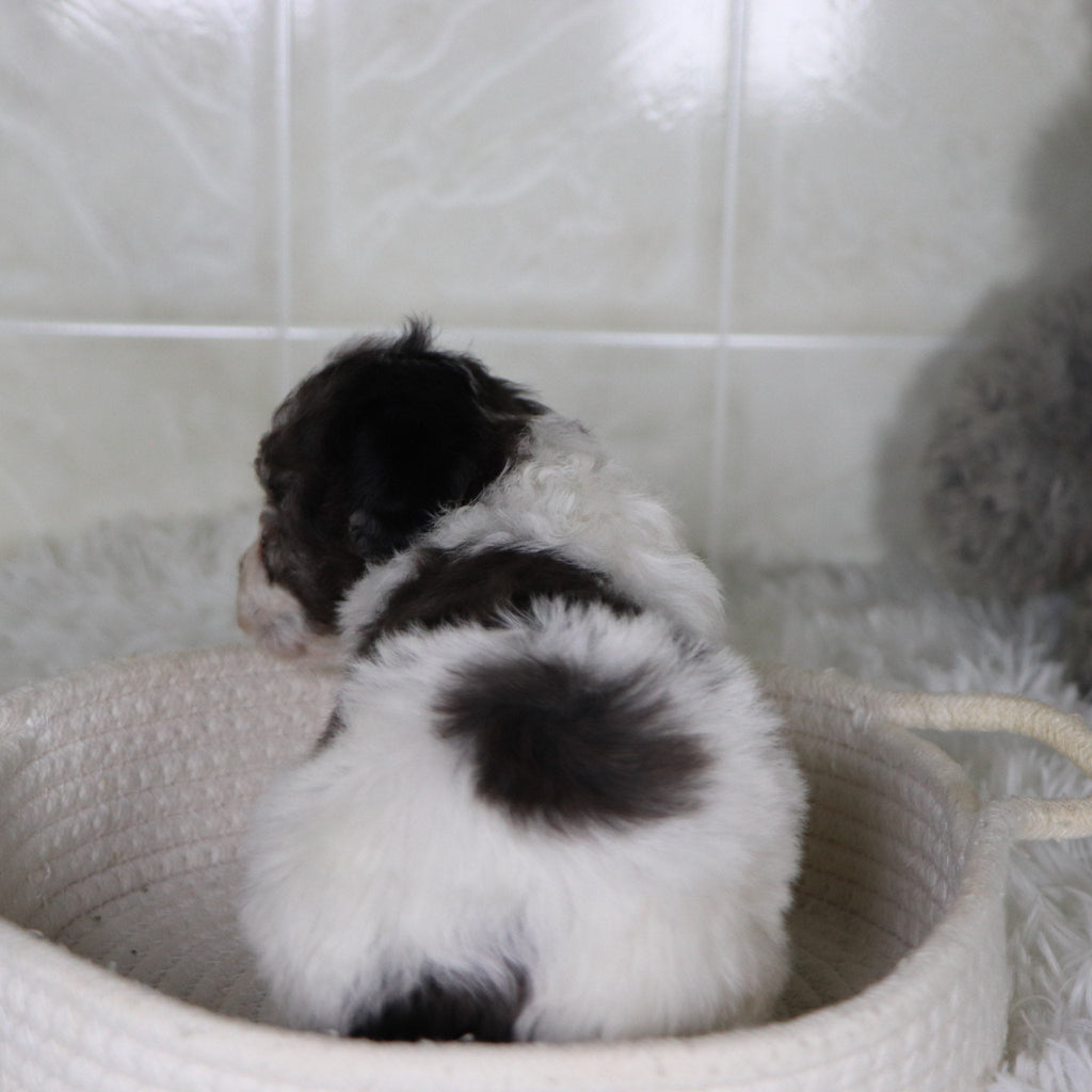 Joann - Available 2/4