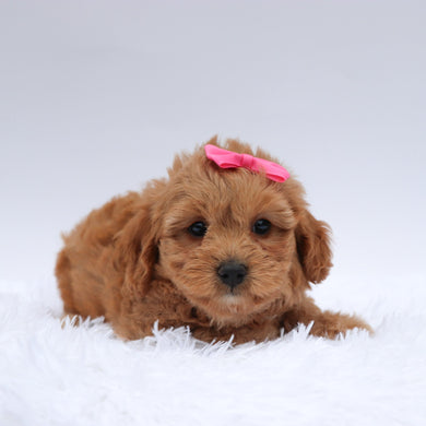 Jodi - Available 7/23