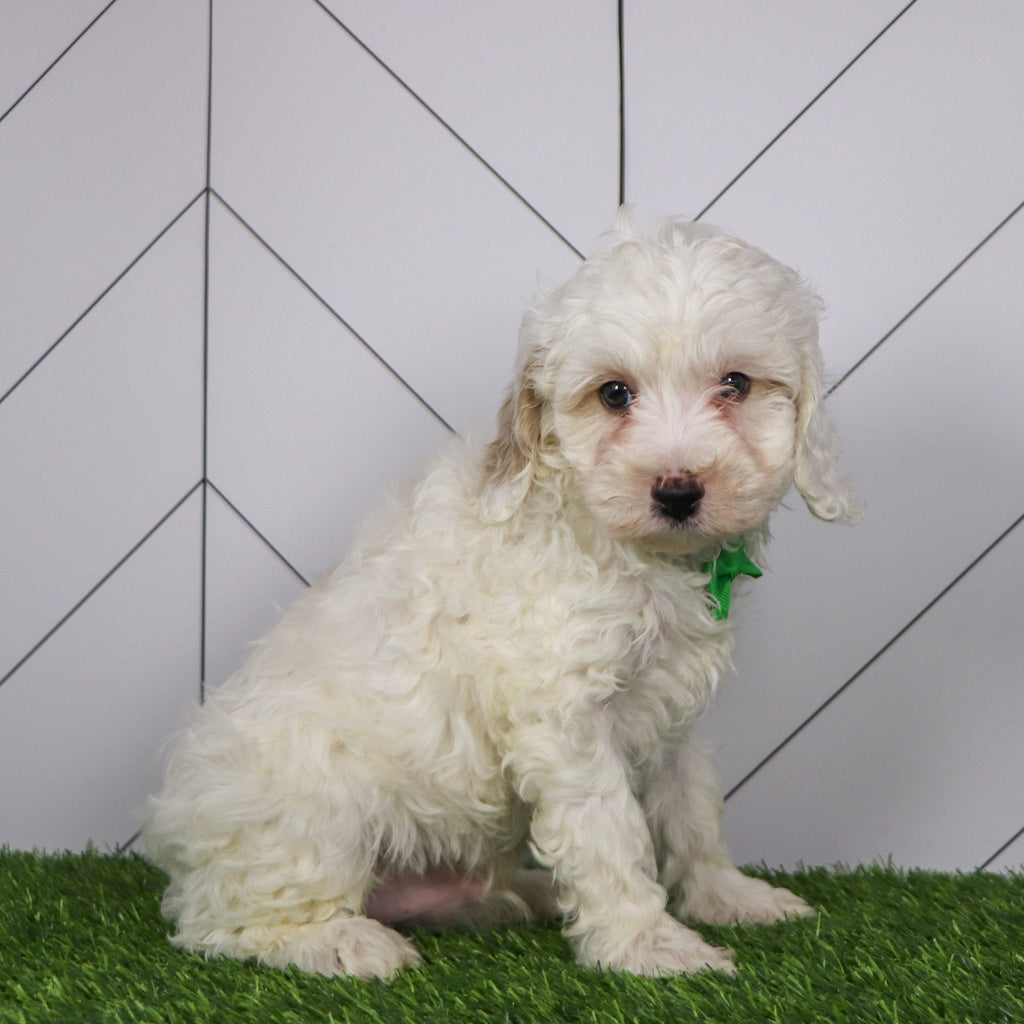 Joey - Available Now