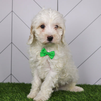 Joey - Available 1/15