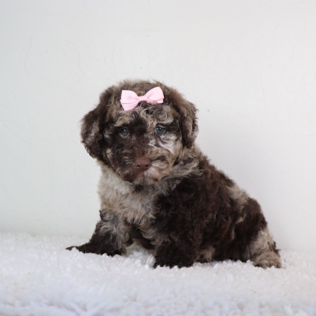 Jolie - Available 4/30