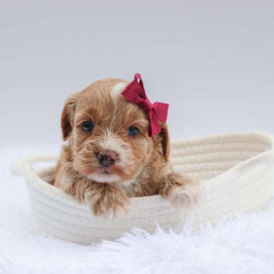 Jolly - Available 7/23